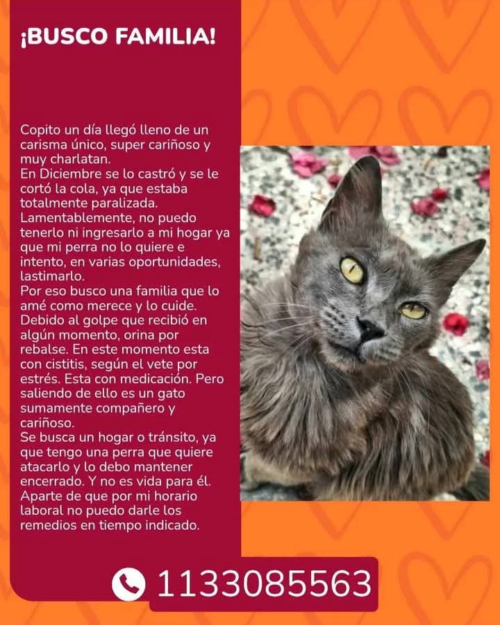 GATITO EN ADOPCION EN SAN JUSTO

Transito o adopcion para este gatito, castrado, con la cola amputada, orina por rebalse, cariñoso. Necesita una oportunidad.

#GatitosenadopciondefansZONAOESTE