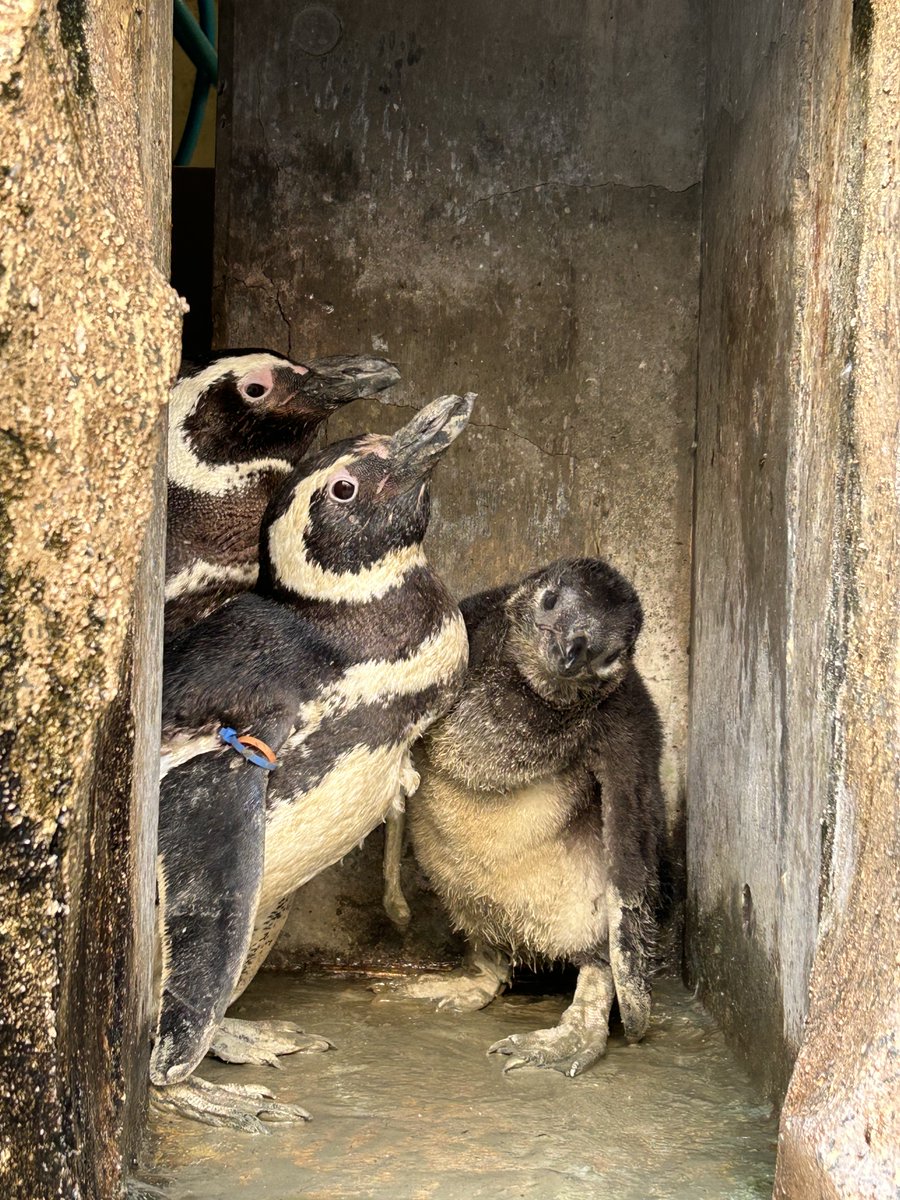 マゼランペンギンのヒナは現在生後7か月！でぐんぐん成長し、今では