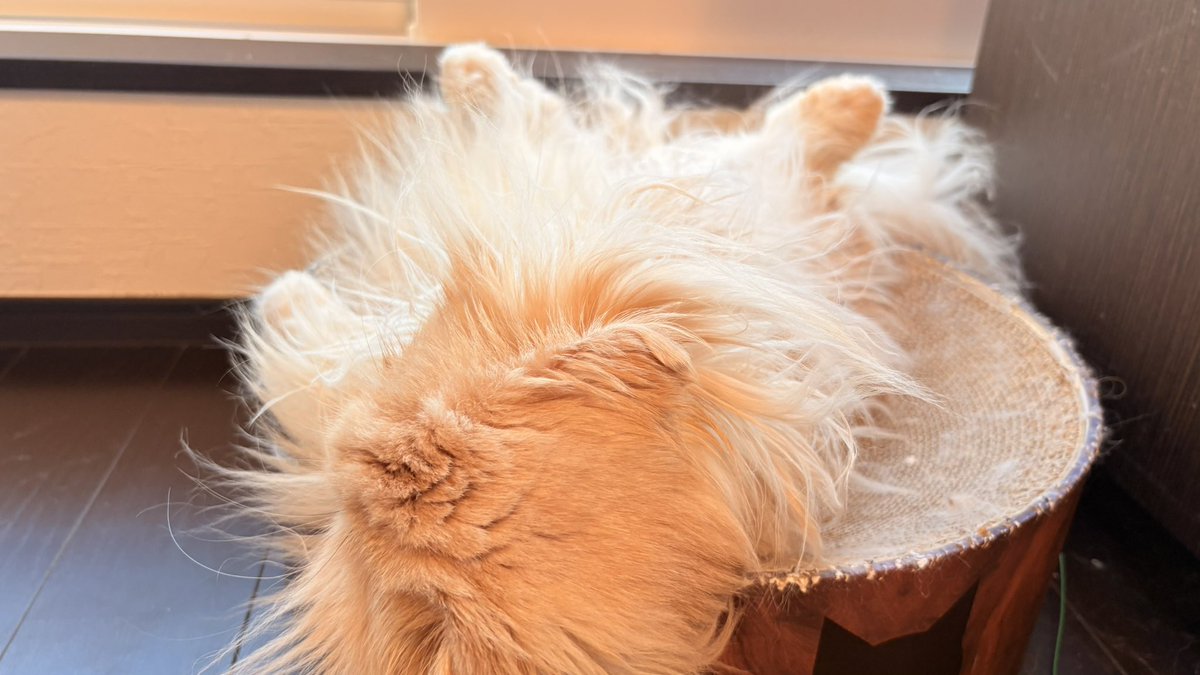 後ろ足がぴょこんって上向いてるのが良き

#猫 #cat #猫写真 #猫好き #ねこ #にゃんこ #catsoftwitter #猫がいる幸せ #猫との暮らし
