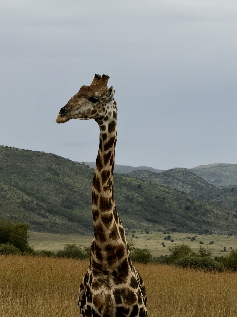 Раннее утро в Pilanesberg National Park.