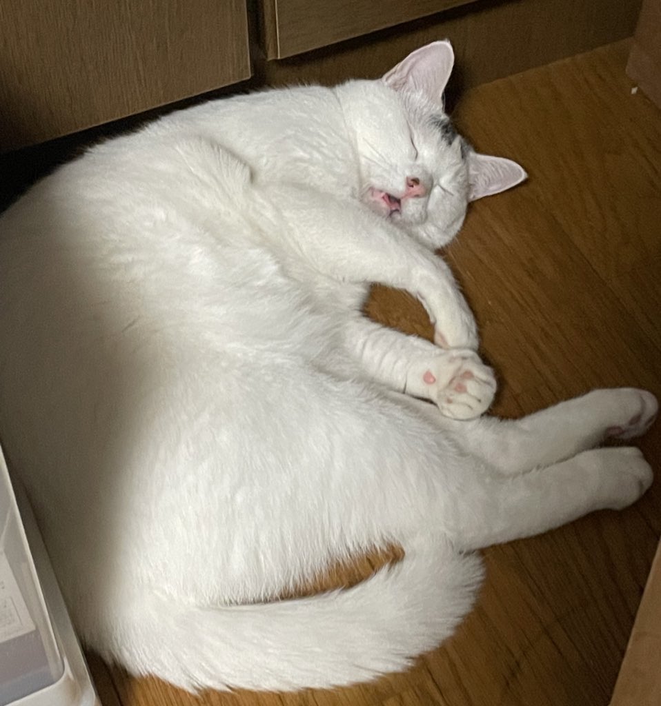 ﾓｯﾁﾘﾎﾟﾝ時々ムタさんと呼んでいるプリンセスです