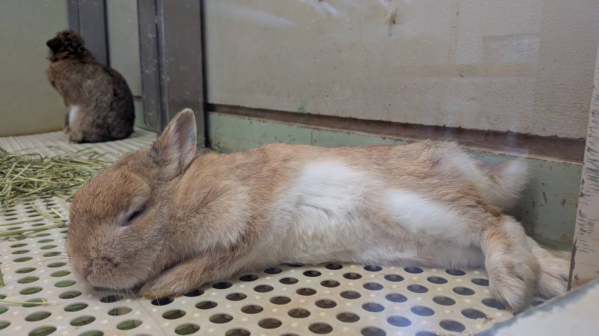 昼過ぎ、うとうととリラックスしている #あまなつ ＃ウサギ #八木山