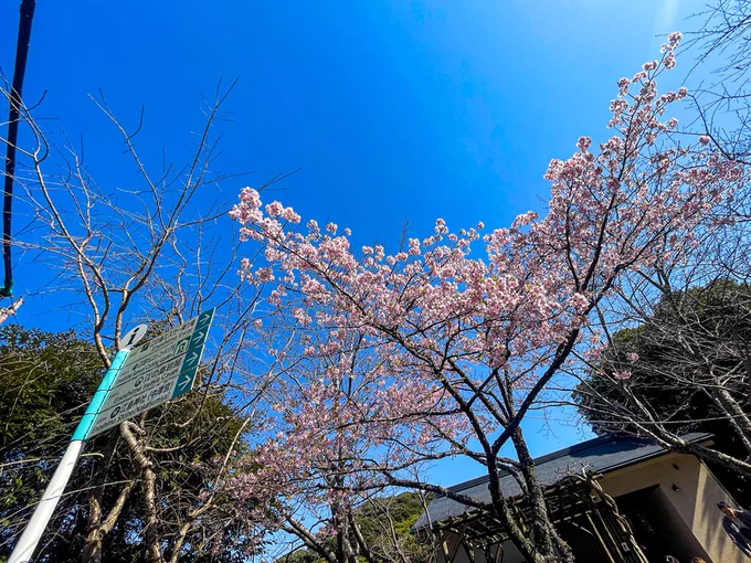 湘南では桜が見頃じゃ
