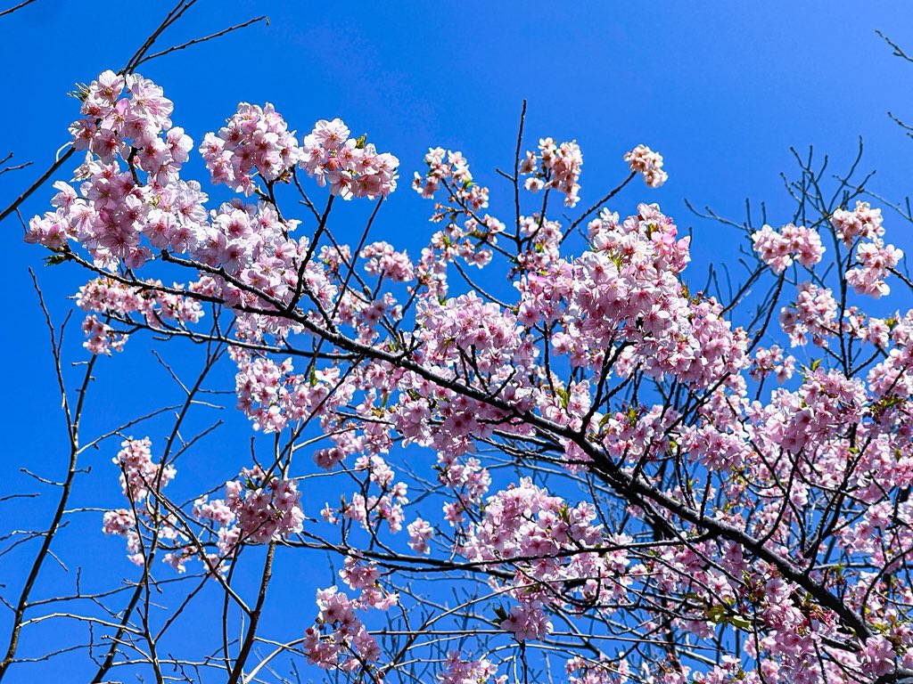 「湘南では桜が見頃じゃ」|岡部閏のイラスト