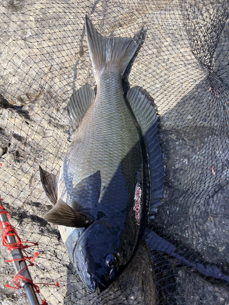 Life6Fishing's tweet photo. 昨日に続いてグレ釣り🎣
今日は由良にて…
デカいです！
#由良半島
#グレ
#フカセ
#50UP https://t.co/aSSOBETHul