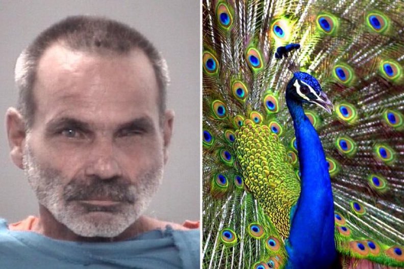 Timiii360's tweet image. a florida man was arrested after allegedly killing, cooking and eating two of his pet peacocks