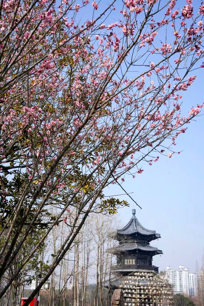 After the Start of Spring, plum blossoms are already blooming across Taizhou. 🌸
As temperatures rise, they will paint the city with color and fragrance — a perfect way to welcome spring and the Year of the Horse.