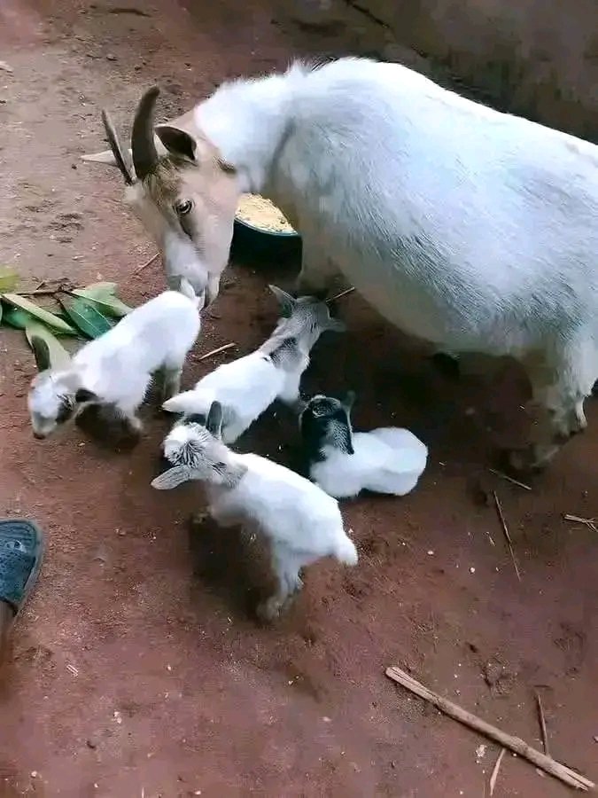 To train  a woman in school or buy goat and  train it, abeg  which one do u prefer  Choose??