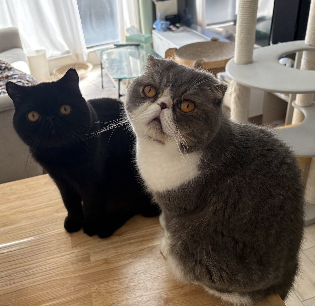 mint___sugar's tweet photo. 仲良さそうに見えますが、末っ子のおれおが、長男のみんと君をいじめます🥺

#猫のいる暮らし
#フォールデックス
#エキゾチックショートヘア https://t.co/LWCYuon3zx