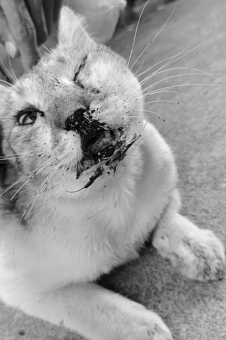 วอนช่วยด่วน! พบน้องแมวจรถูกรถชนบาดเจ็บยับเยิน ใบหน้าถูกกระแทกอย่างรุนแรง เลือดไหลทะลักออกมาจากปากและจมูกเป็นจำนวนมาก นอกจากนี้ยังพบบาดแผลภายในช่องปาดและขากรรไกรล่าง ตอนนี้น้องได้รับการนำตัวมารักษาที่ซอยด๊อกแล้วและยังต้องการความช่วยเหลือด้านค่ารักษา