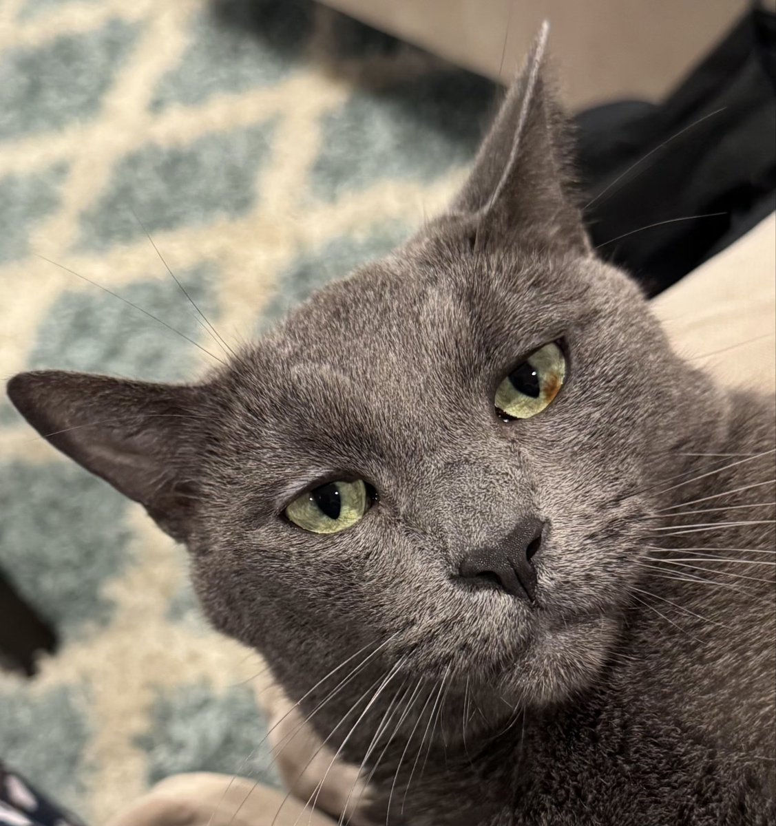 Caption this 😂 (his name is Rowan btw)