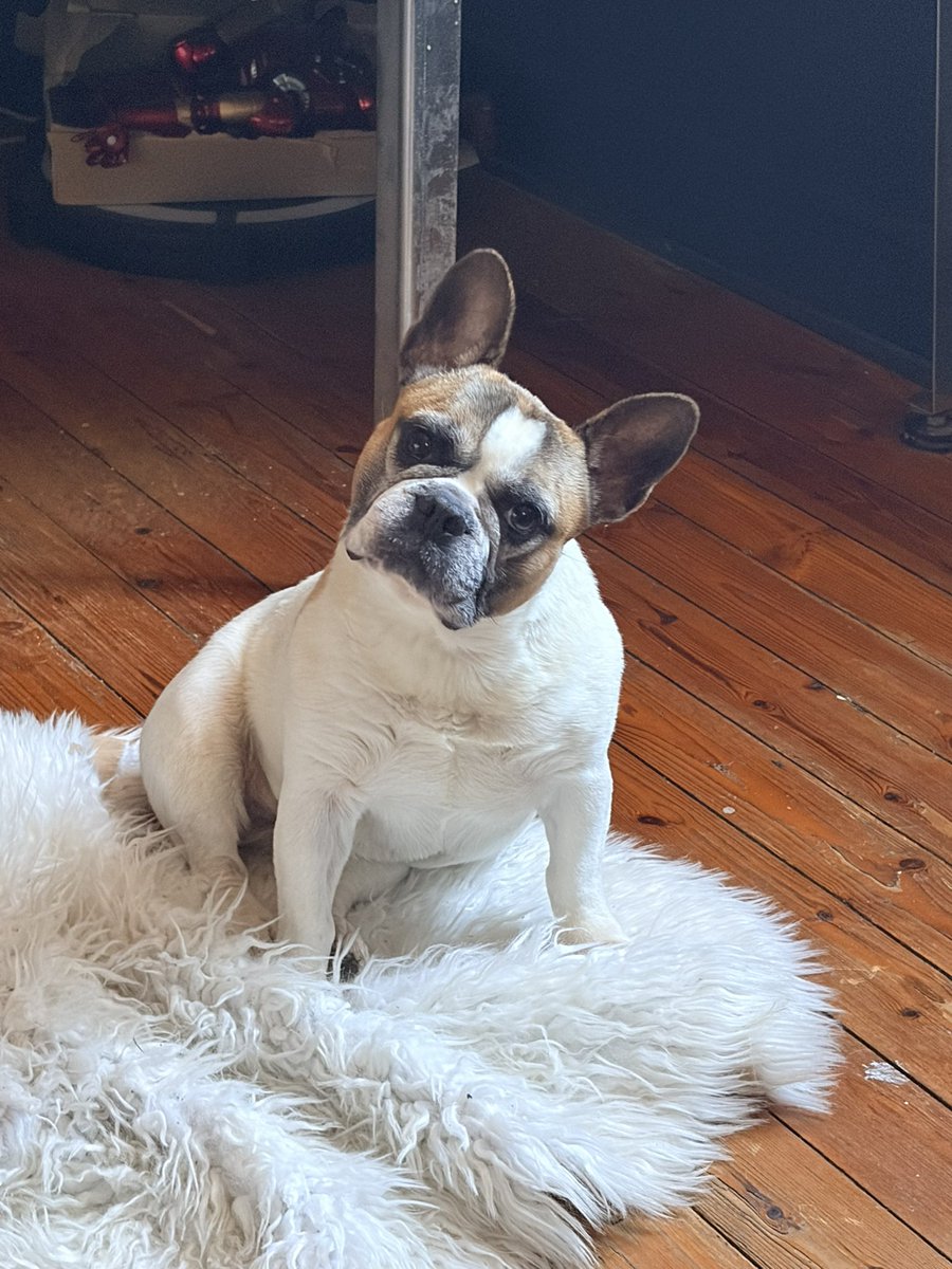 XnewOny's tweet photo. Que j’ai eu les 8 ans aujourd’hui 😝❤️ que le vieux il fait plein de câlins bisous mais moi je veux un cadeau et du pâté à la crevette 🦐 https://t.co/sMy2i4gAm5