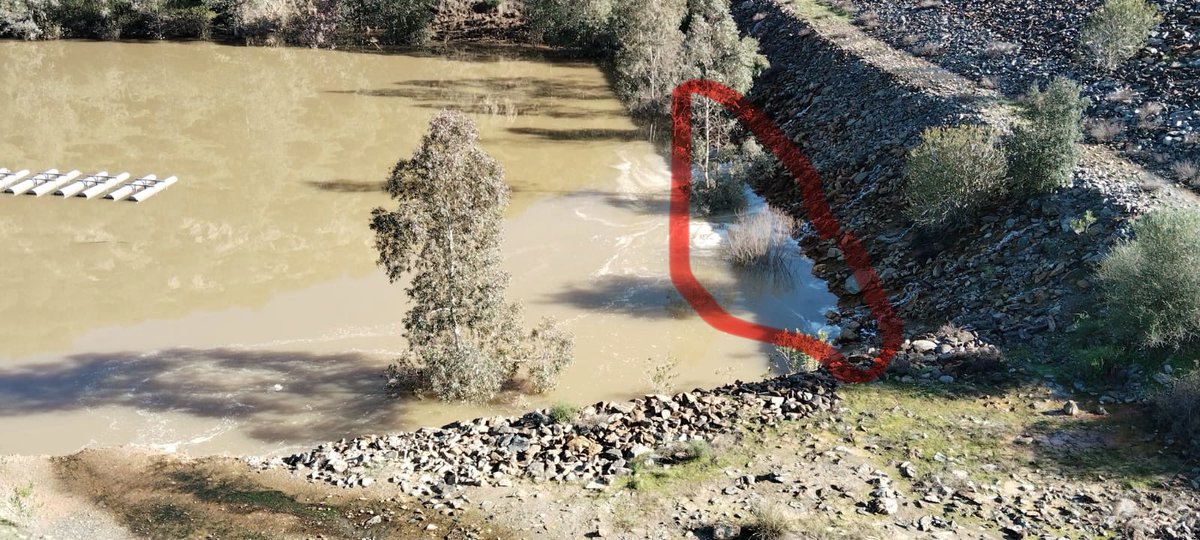 La contaminación sigue descontrolada en la Mina Aznalcóllar. El drenaje ácido de minas cargado de metales lleva saliendo 2 semanas de las escombreras al Río Agrio y desde ahí al Guadiamar y Guadalquivir. Qué están haciendo la CH del Guadalquivir y la <a href="/AndaluciaJunta/">Junta de Andalucía</a>? #Sevillahoy