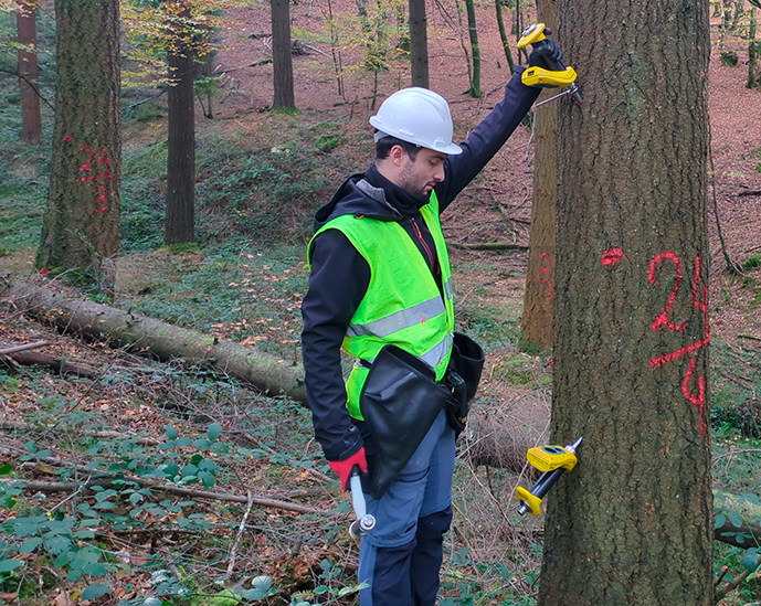 coniferas+ tweet media