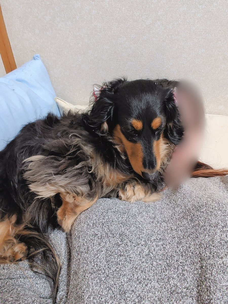 YuMeとチョコちゃん (@2023CHOKO0821) / Posts / X