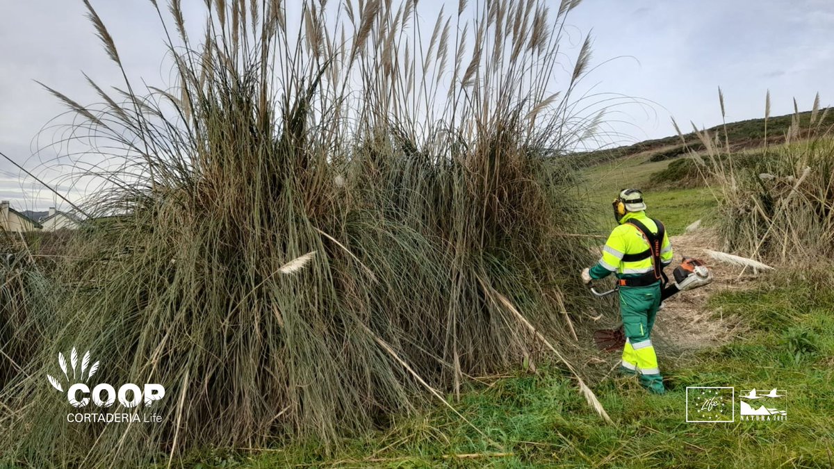 LIFE COOP Cortaderia tweet media