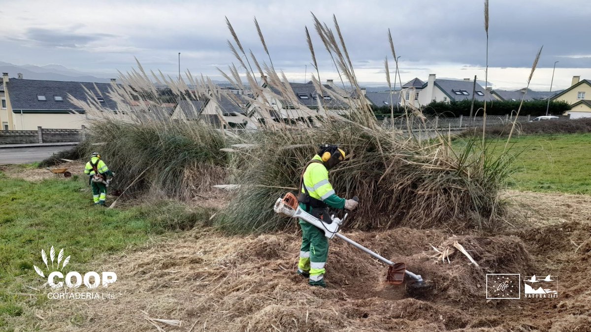 LIFE COOP Cortaderia tweet media