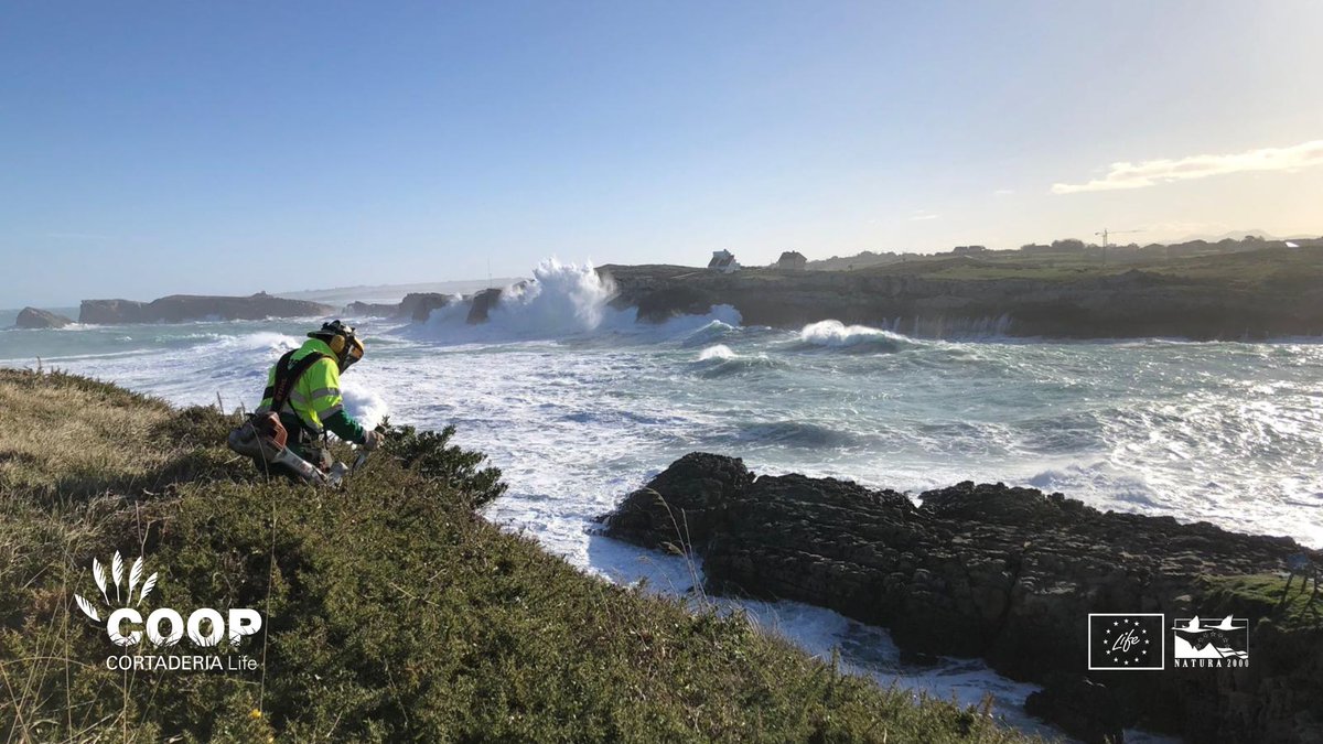 LIFE COOP Cortaderia tweet media