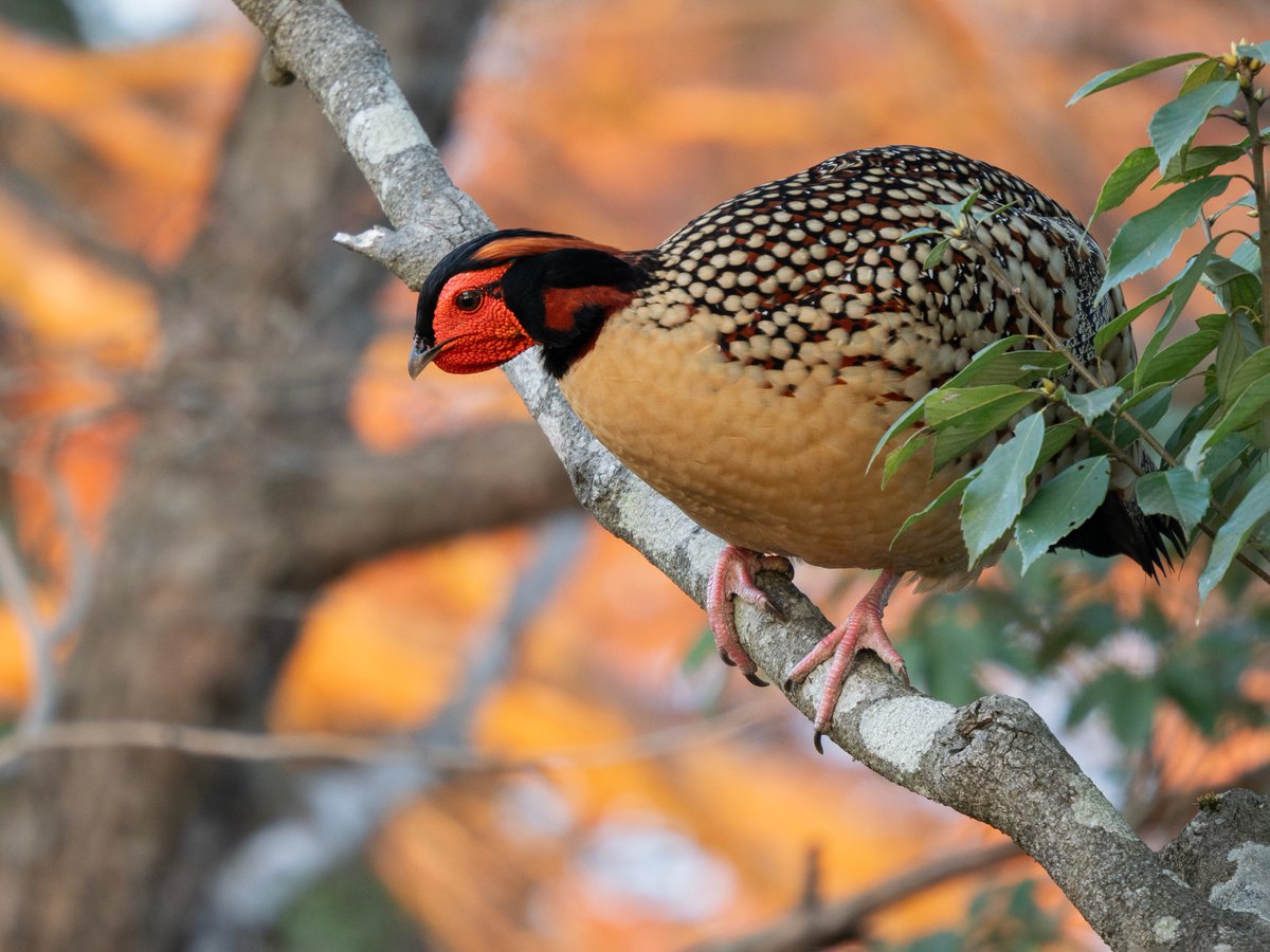 John Oates tweet media