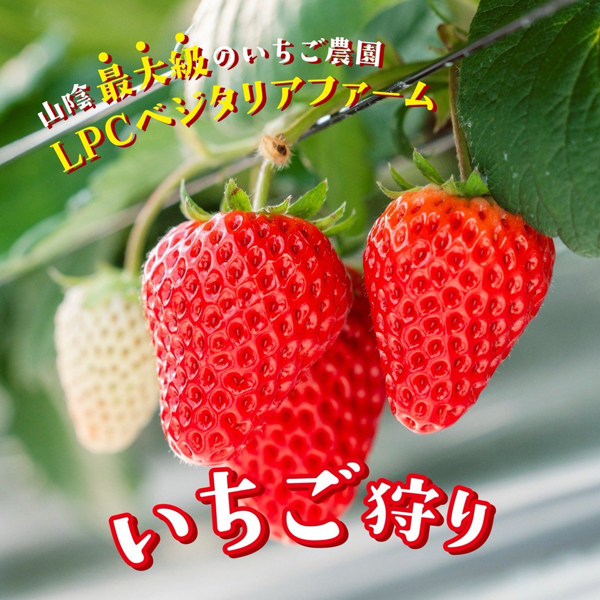 lpcgroup_izumo's tweet photo. ⁡LPCベジタリアファーム
いちご狩り🍓2026
好評開催中です✨予約受付中‼️
⁡
https://t.co/hoKc5rtFoV
⁡
#LPCグループ
#LPCベジタリアファーム
#山陰のいちご狩り
#島根のいちご狩り https://t.co/uWb2QE2Kjh