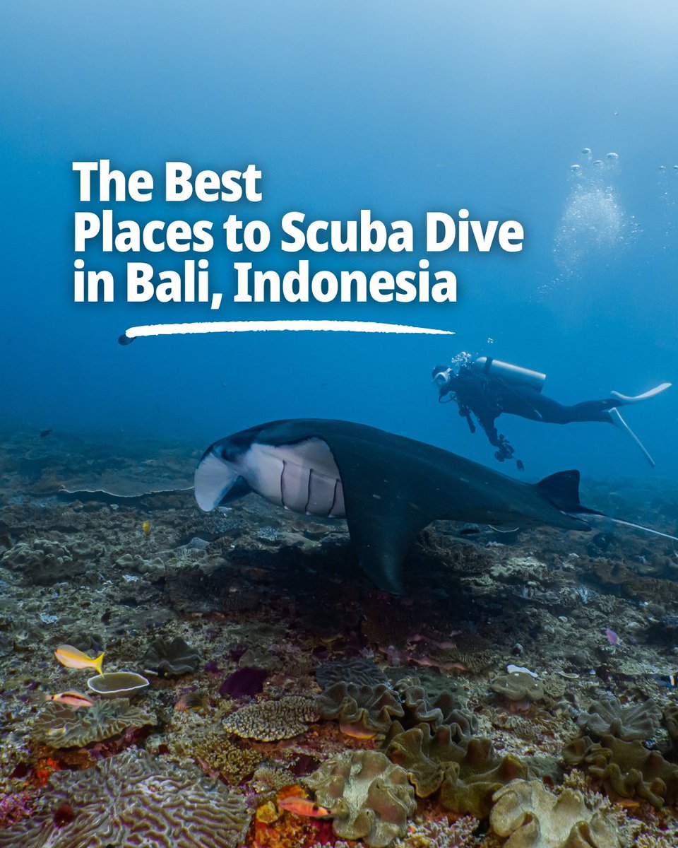PADI's tweet photo. Bali, Indonesia, known as the ‘Island of the Gods’, is a tropical paradise that lies within the Coral Triangle. It is one of the most sought-after diving destinations in the world. 🌏 🇮🇩

Dive destinations for divers of all levels include:
🪸 Nusa Penida 🐢 Gili Islands 🚢 Tulamben 

Explore more: https://t.co/SnmUrLT9jo