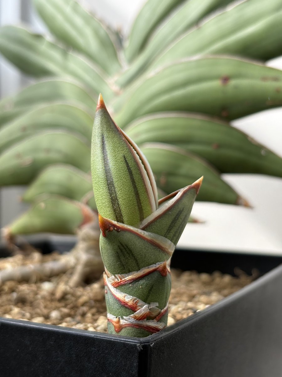 サンスベリアの新芽が🌱美しい形
