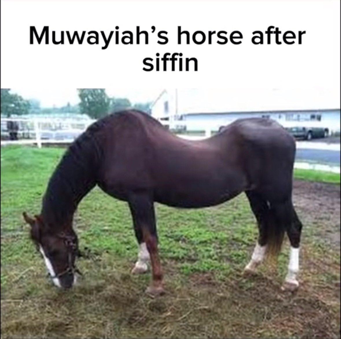 SyedItachi's tweet photo. Poor horse🥀🥀🥀 https://t.co/ctXm2Slk1N