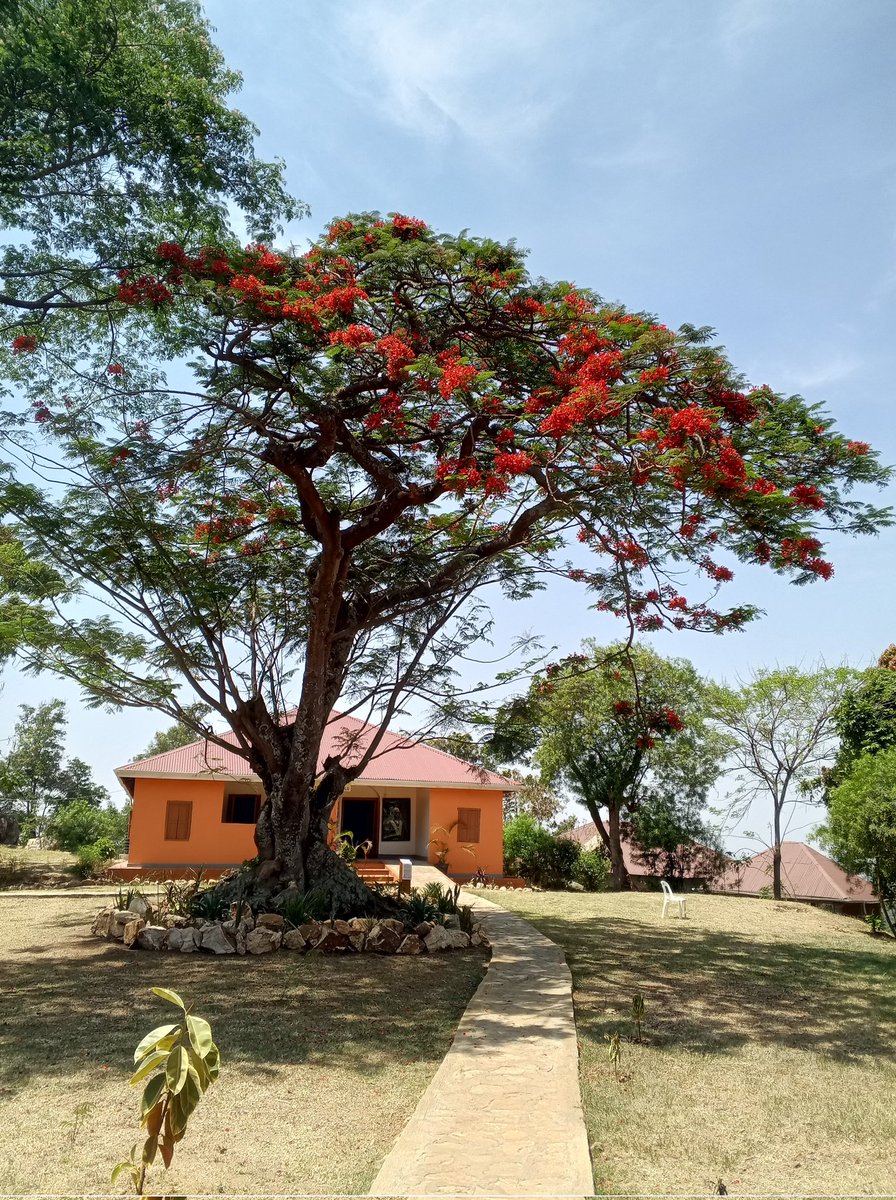Semei Kakungulu Museum tweet media