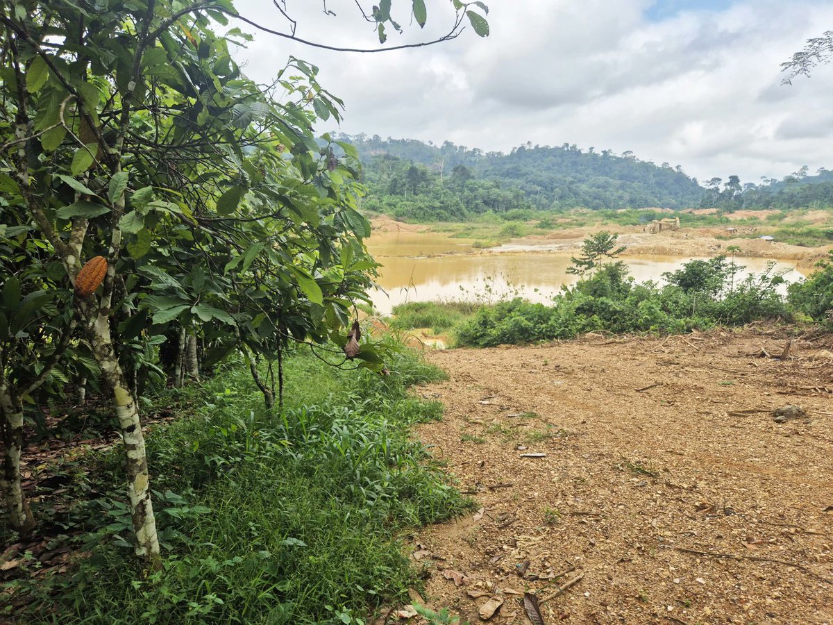 When rivers are polluted, the impact doesn’t stop at the water.

Farming collapses.
Fishing disappears.
Food prices rise.
Rural livelihoods vanish.

Environmental destruction spreads through the entire economy.
#StopGalamseyNow