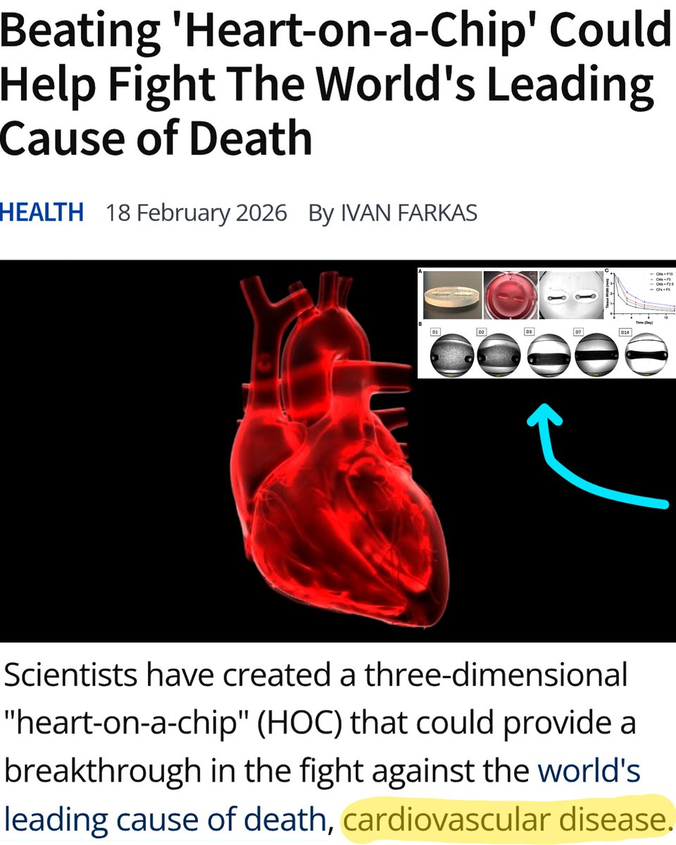 SciTechera's tweet image. BREAKTHROUGH: 

Scientists have engineered a 3D dimensional heart-on-a-chip made from living cardiac tissue that beats on its own outside the human body.

In this design, heart muscle cells are embedded in a soft gel inside a tiny device, where they self-organize into aligned