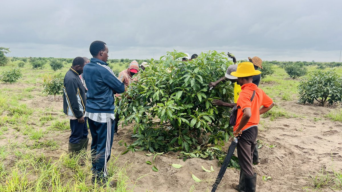 Ruvusha_Israel's tweet image. Sunlight is food. Pruning opens the canopy, letting light reach every branch and air flow through the tree. Result: better flowering, fewer diseases, and fruit that sizes up.  #TreeCare #HassAvocado