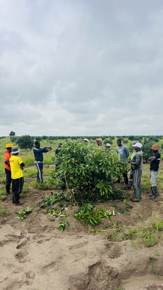 Ruvusha_Israel's tweet image. Sunlight is food. Pruning opens the canopy, letting light reach every branch and air flow through the tree. Result: better flowering, fewer diseases, and fruit that sizes up.  #TreeCare #HassAvocado