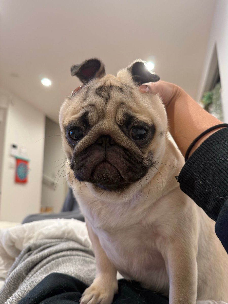 パグのもろみ tweet media