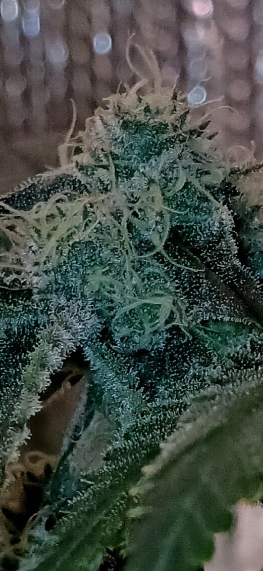 BernBezzy's tweet photo. The smell coming off this blue lemon haze smell addictively wonderful. https://t.co/ZeW4o0kPsG