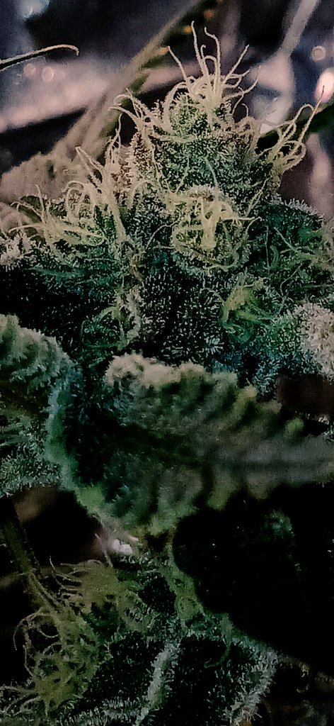 BernBezzy's tweet photo. The smell coming off this blue lemon haze smell addictively wonderful. https://t.co/ZeW4o0kPsG