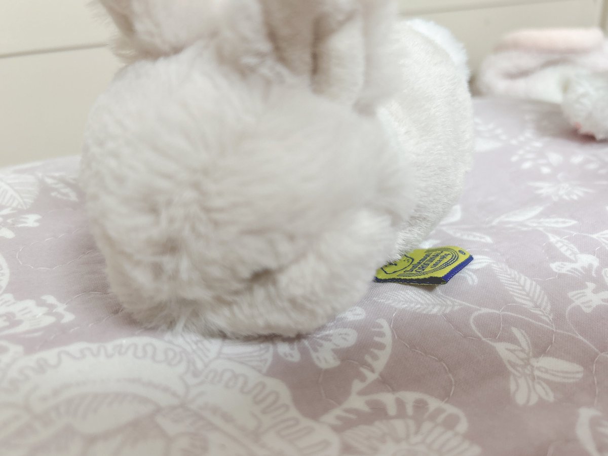 Mokutan_cat's tweet photo. おやおや？

うさぎのかぷちーの、かぷたんがやってきました！ https://t.co/fd9qRqQHmp