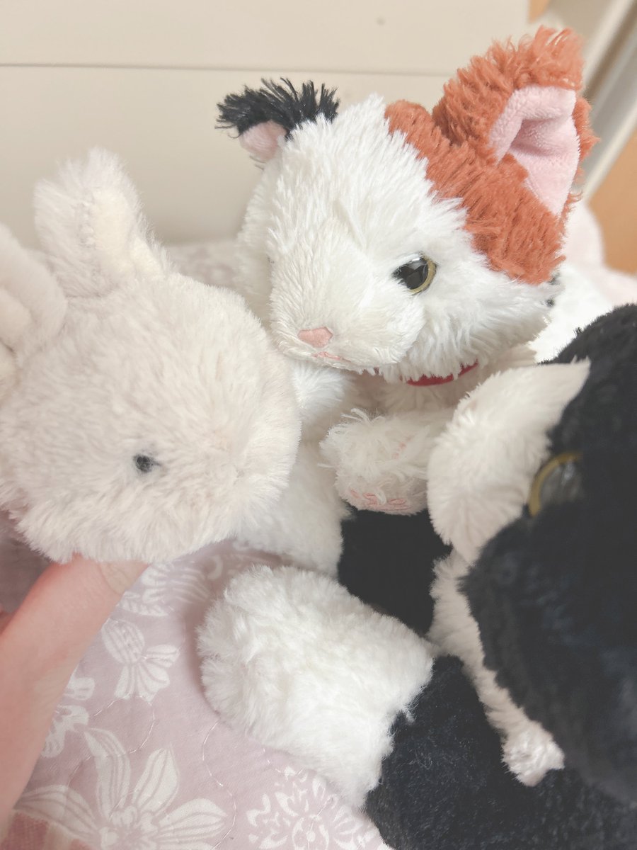 Mokutan_cat's tweet photo. おやおや？

うさぎのかぷちーの、かぷたんがやってきました！ https://t.co/fd9qRqQHmp