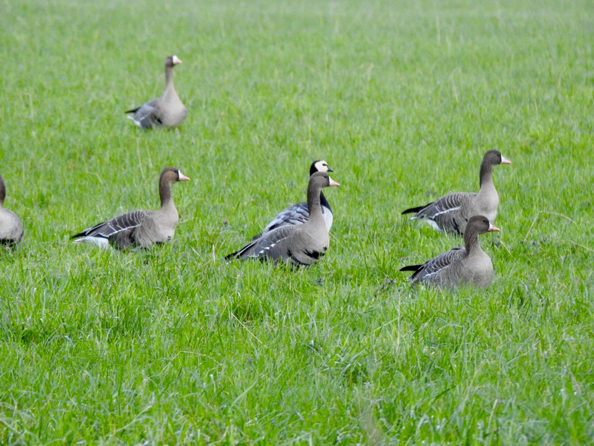 basham6's tweet photo. Bean Geese and White Fronted Geese local https://t.co/w5YRs8YEzk