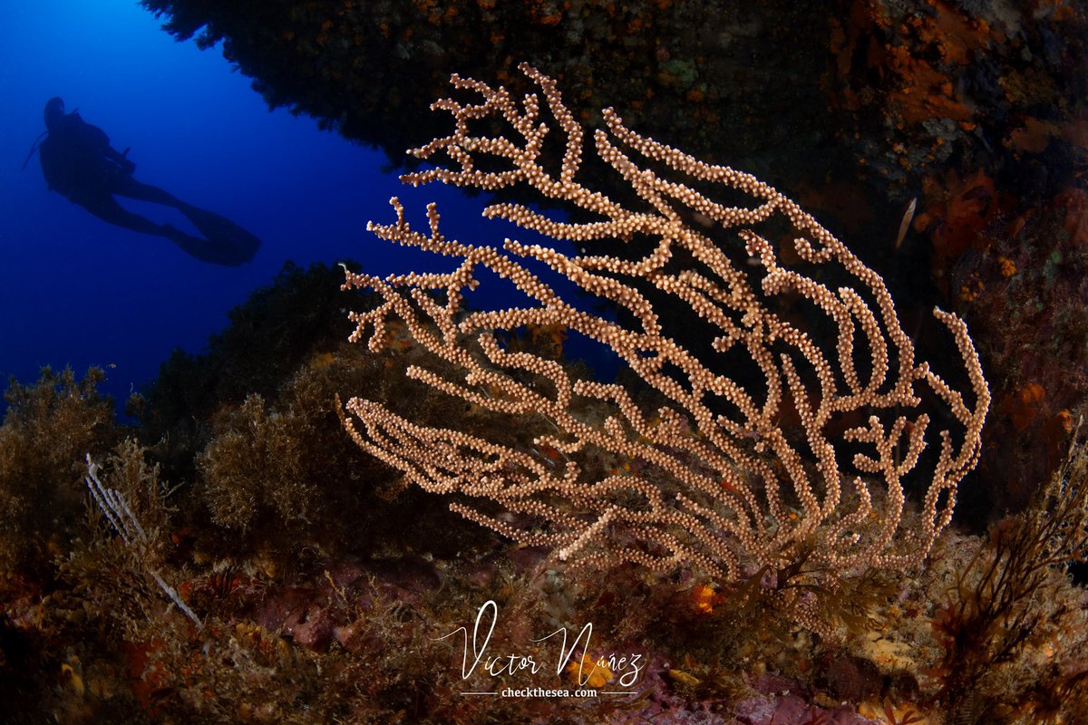 Check the Sea tweet media