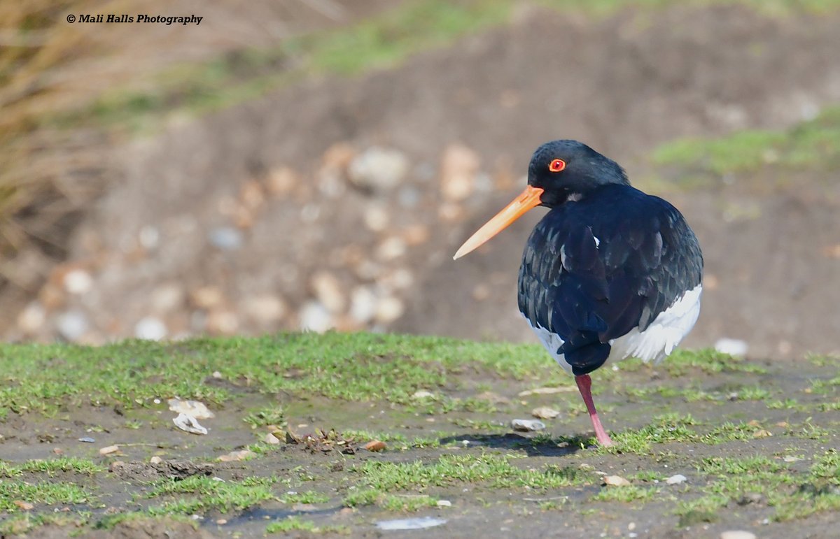 MaliHalls's tweet image. Oystercatcher.

It was bright but cold out on the marshes yesterday.

#BirdTwitter #Nature #Photography #wildlife #birds #TwitterNatureCommunity #birding #NaturePhotography #birdphotography #WildlifePhotography #Nikon