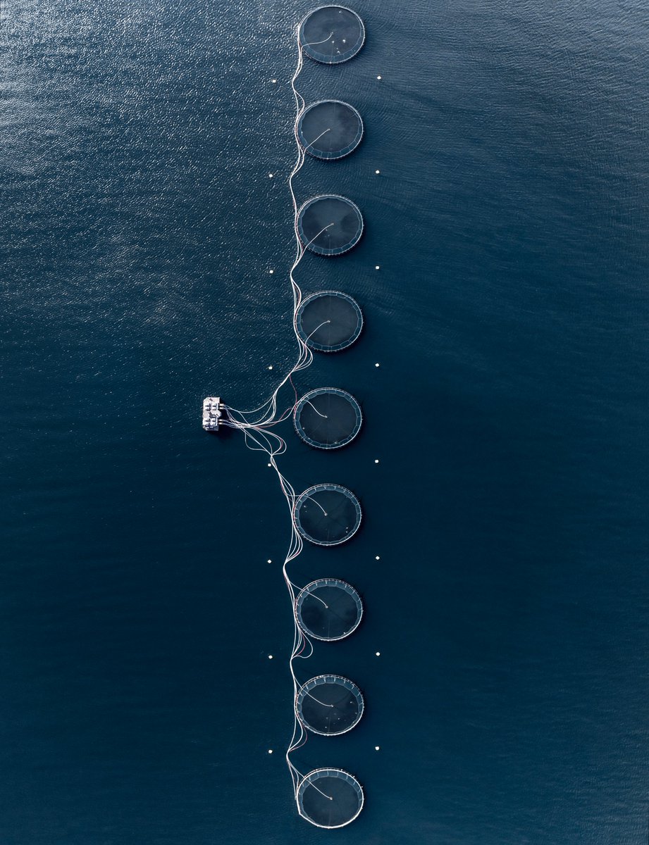 6529 Collections tweet media