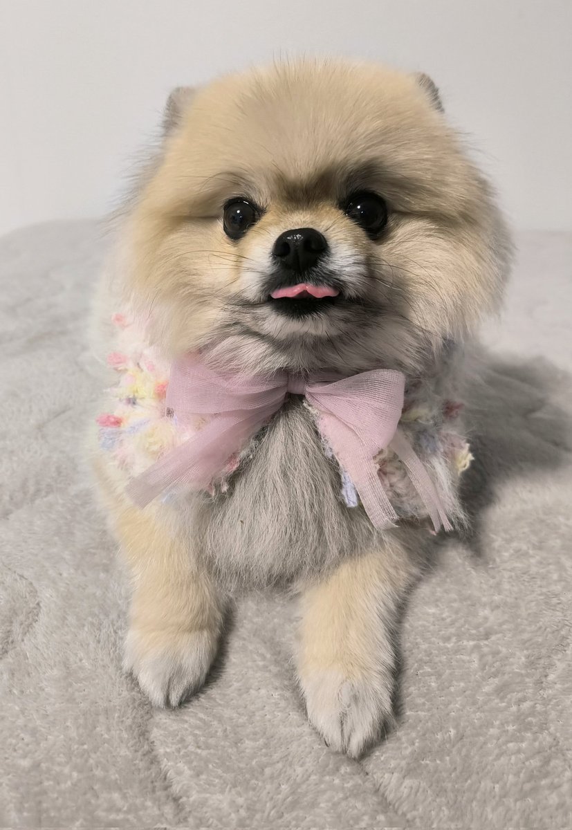 ポメラニアン ボス (@pome_boss0519) / Posts / X