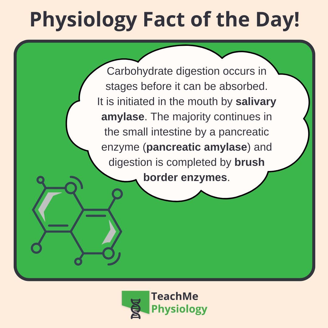 tmphys's tweet photo. Want to learn more about we access the nutrients from food

Check out our article on Digestion and Absorption
https://t.co/DXZvzGNfKh

#TeachMePhysiology #physiology #education https://t.co/mVFMuvZeKP