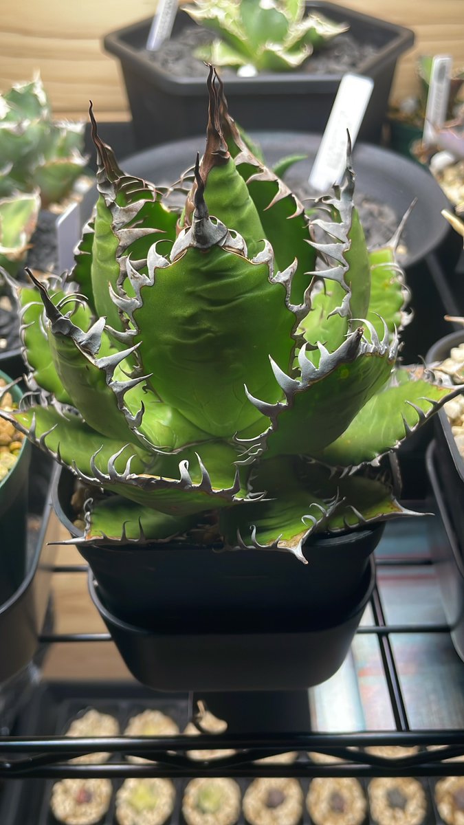 glanz (@glanz15392) / Posts / X