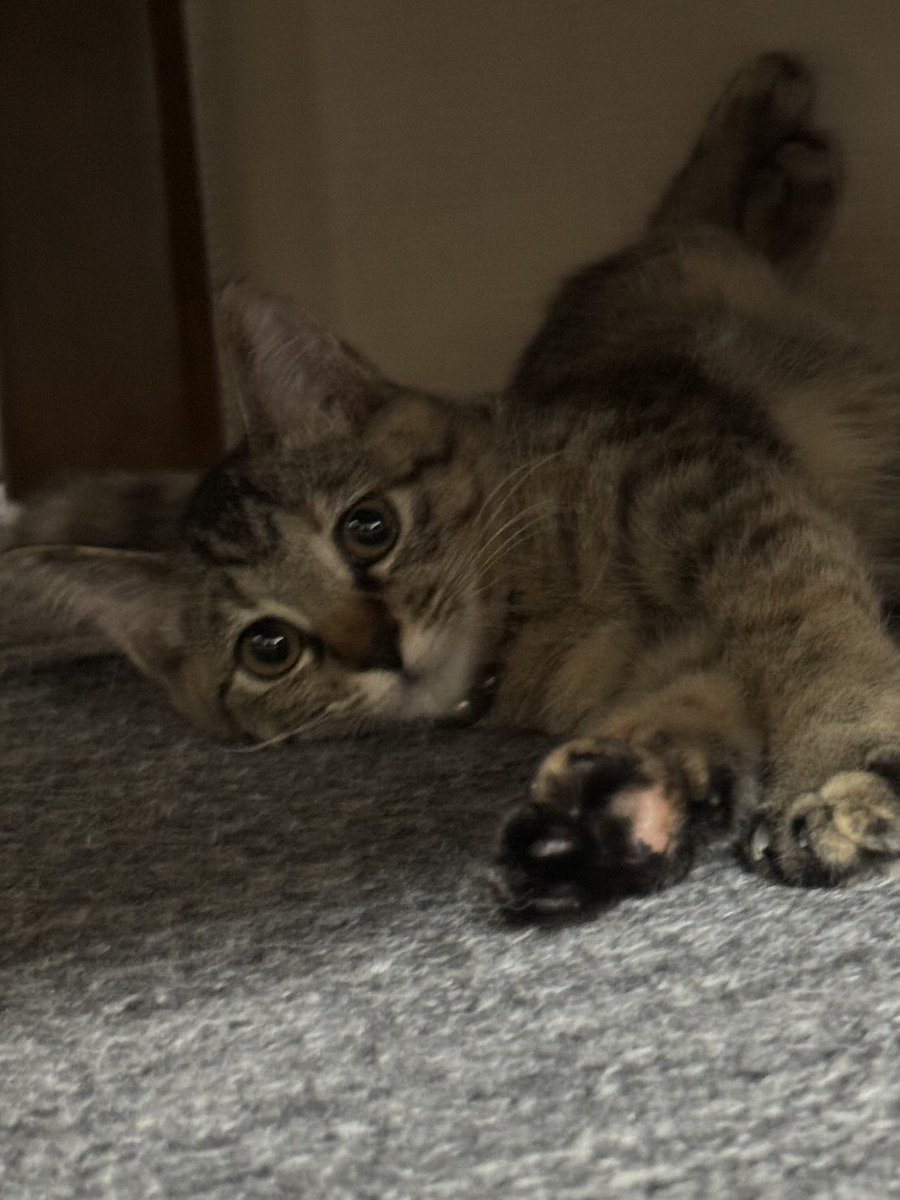 【迷子猫を探しています‼️】

新潟県新発田市付近にて

2月17日から行方不明になりました💦

目撃した方はリプライやDMをいただけますと幸いです🙇‍♂️

名前：テト
性別：メス（未避妊）
年齢：1歳
特徴：小さめ
　　　キジトラ
　　　長い尻尾

#迷子猫 #猫 #迷い猫 #新潟県 #新発田市  #拡散希望