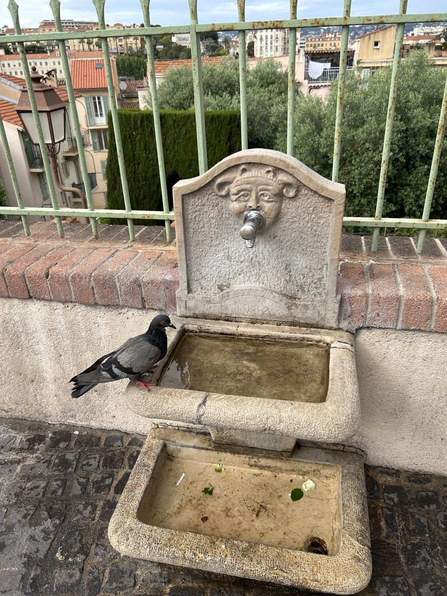 timelessflo's tweet image. Cannes 🐦