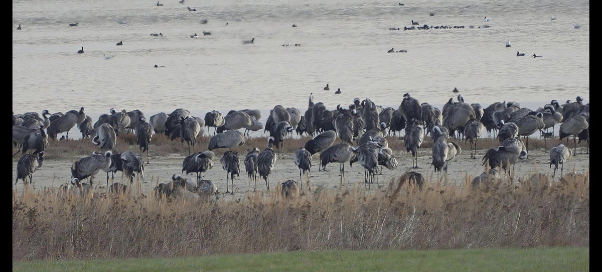 Buenos días y feliz miércoles desde la laguna de Gallocanta