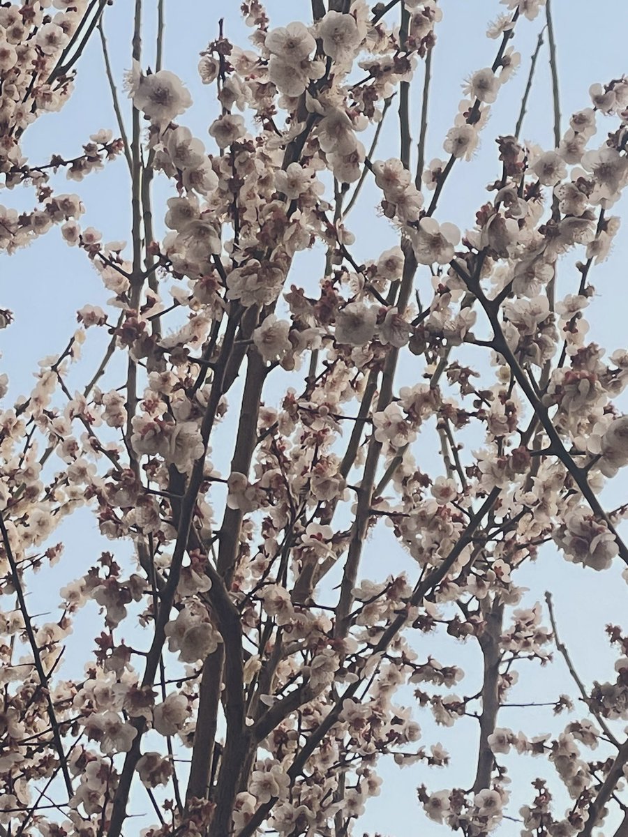 Chippy🐬💙Now I Know tweet media