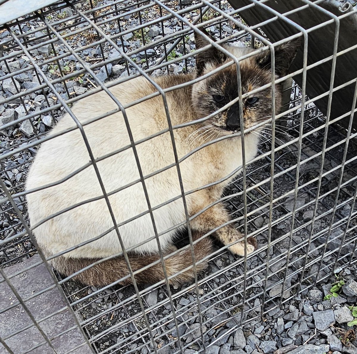 ☠BLACK RAIN tweet media