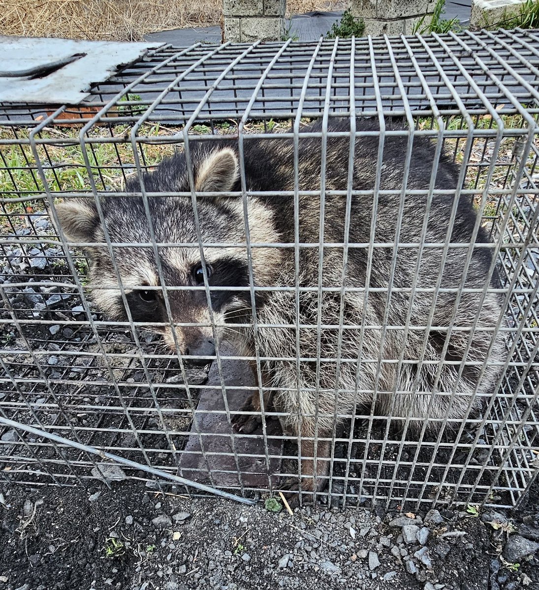 ☠BLACK RAIN tweet media